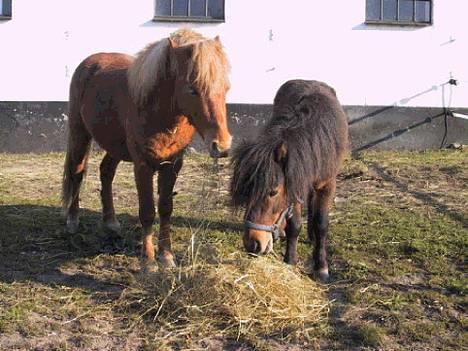 Miniature trold - Polle og Trold deler en tot hø! billede 8