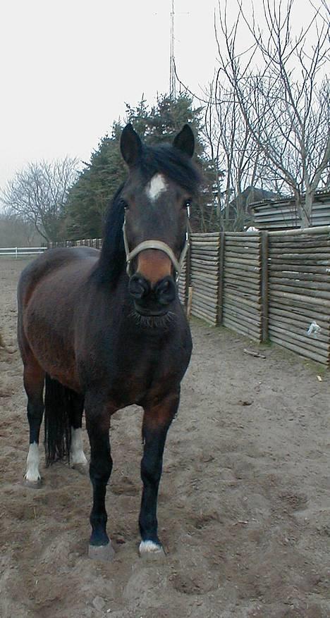 Anden særlig race Daisy billede 1