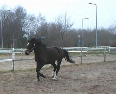 Anden særlig race Daisy - Hendes galop billede 2