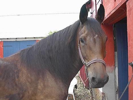 Oldenborg Paw billede 1