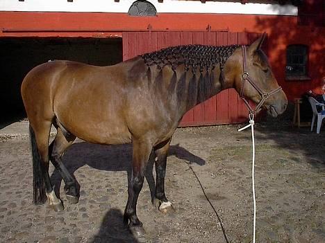 Oldenborg Paw billede 5