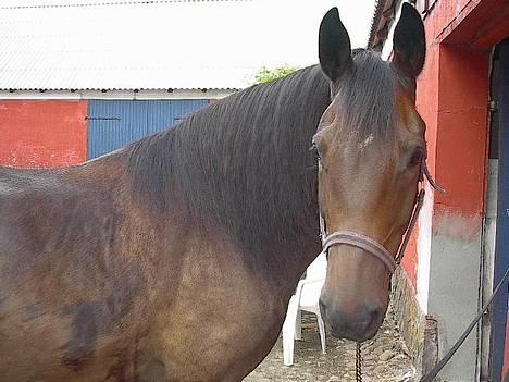 Oldenborg Paw billede 4