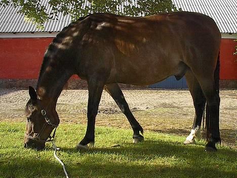 Oldenborg Paw billede 7