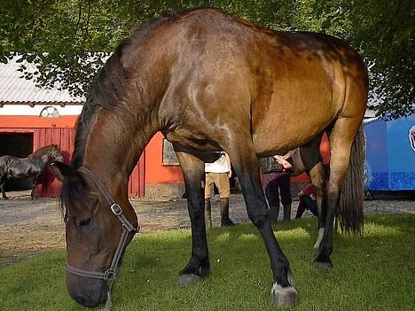 Oldenborg Paw billede 8