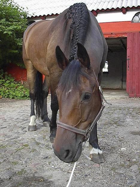 Oldenborg Paw billede 6