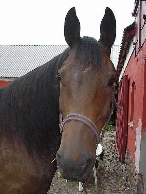 Oldenborg Paw billede 9