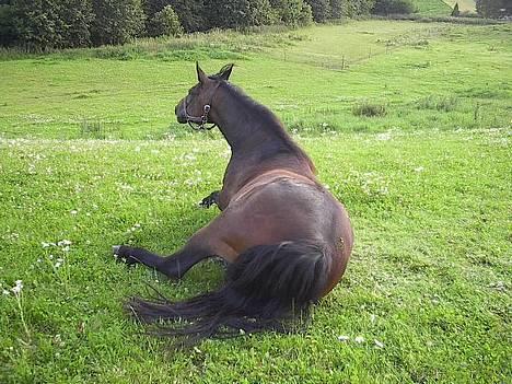 Oldenborg Paw billede 10