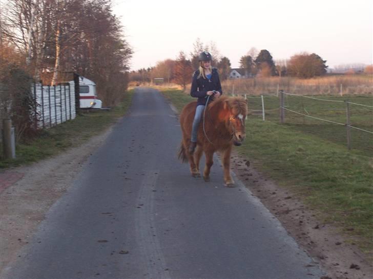 Islænder Aldis Fra Lundebakkegård billede 2