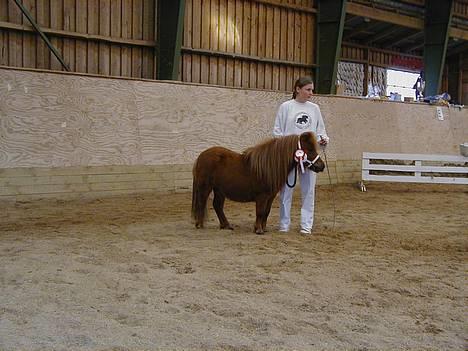 Shetlænder Playboy billede 8