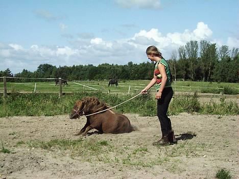 Shetlænder Playboy billede 9