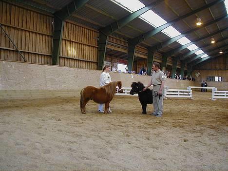 Shetlænder Playboy billede 10