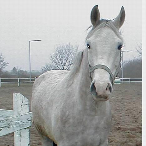 Anden særlig race Janus billede 7