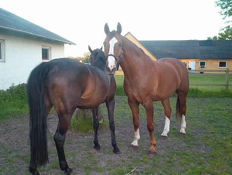 Trakehner Speedy Gonzales - Hmm endelig sommerferie... første nat ude om natten... billede 1