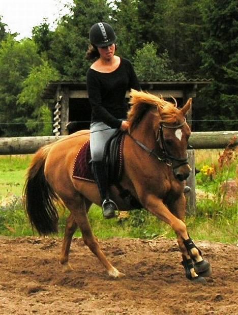 Tysk Sportspony Agness - solgt  billede 1