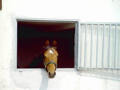 Dansk Varmblod Bakkely`s La`Mour billede 10