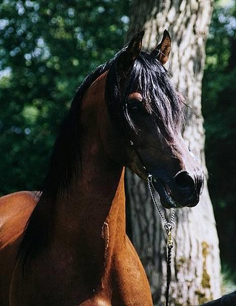 Arabisk fuldblod (OX) Amlet OX 2280 † DØD 03 † billede 8