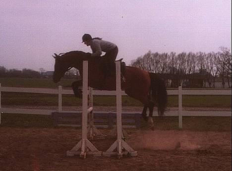 Arabisk fuldblod (OX) Amlet OX 2280 † DØD 03 † billede 7