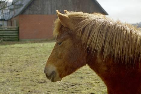 Gotlandsruss Freja - Freja i profil billede 5