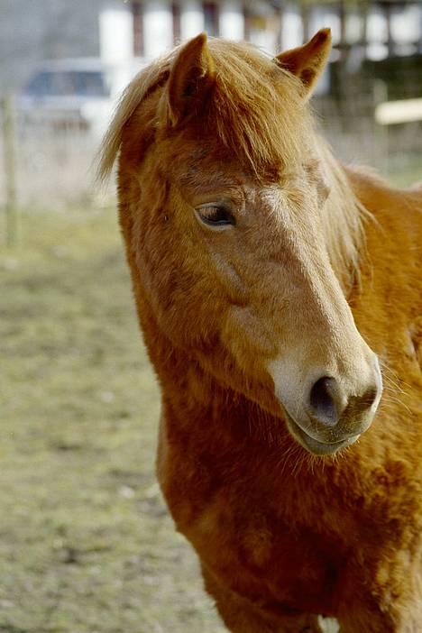 Gotlandsruss Freja - Smil til fotografen billede 6