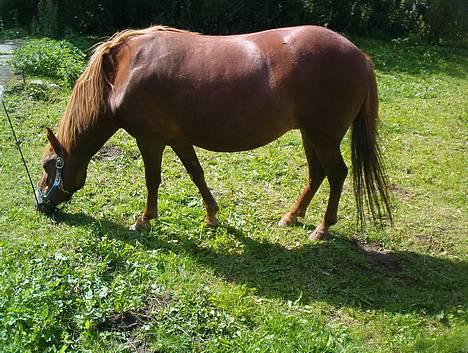 Gotlandsruss Freja - Freja i haven billede 7