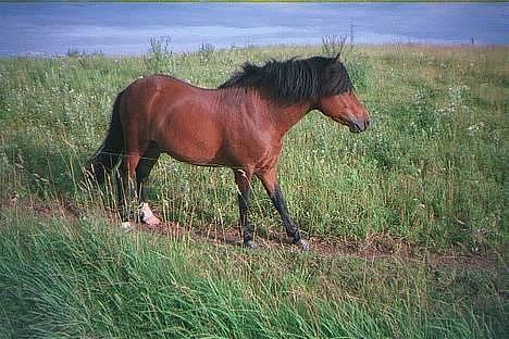 Anden særlig race Emil - Er jeg ikke bare en flot fyr billede 3