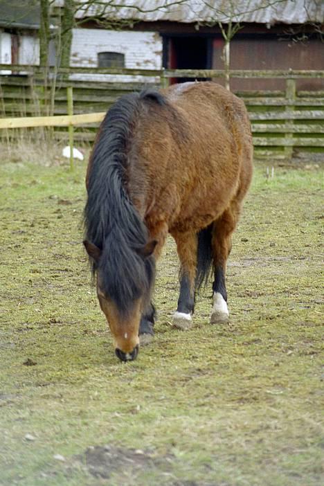 Anden særlig race Emil - Er der da ikke bare et lille græsstrå tik mig? billede 5