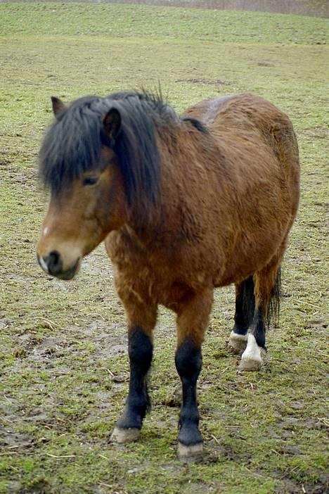 Anden særlig race Emil - ka du da ikke se det, jeg er for træt til det her. billede 6