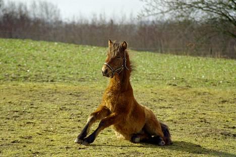 Gotlandsruss Camillo C - Jeg kan da godt rejse mig , hvis du syns billede 3