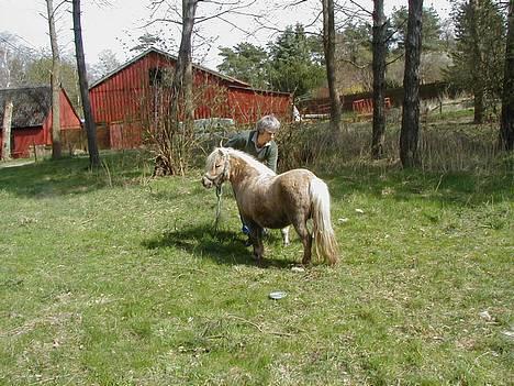 Shetlænder Sunshine billede 10