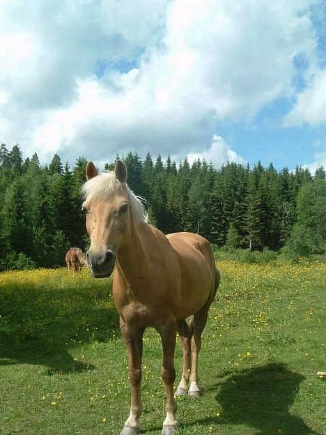 Anden særlig race Romeo billede 3