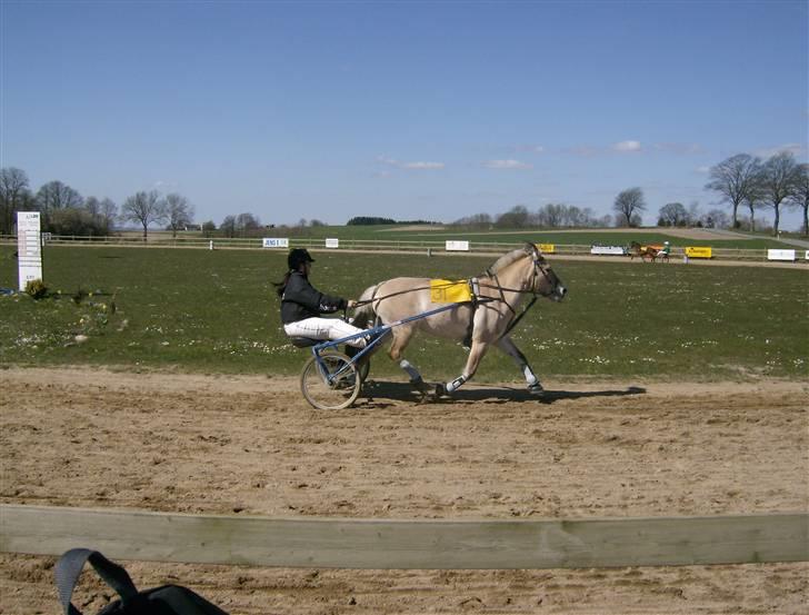 Fjordhest Tulle - tulle i løb med stine  billede 1