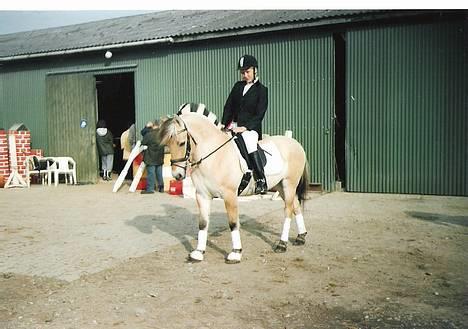 Fjordhest Tulle - Her rider jeg dressur stævne på hende =) billede 2