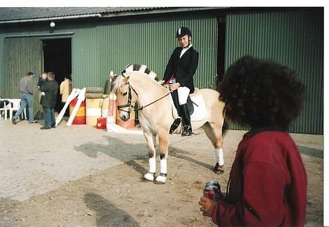 Fjordhest Tulle - stævne igen =) billede 3