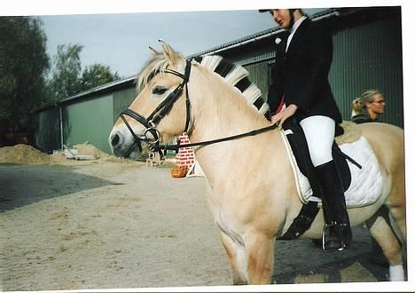 Fjordhest Tulle - Stævne igen=) billede 4