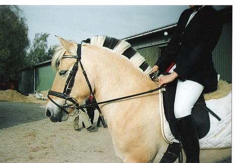 Fjordhest Tulle - Stævne igen=) billede 5