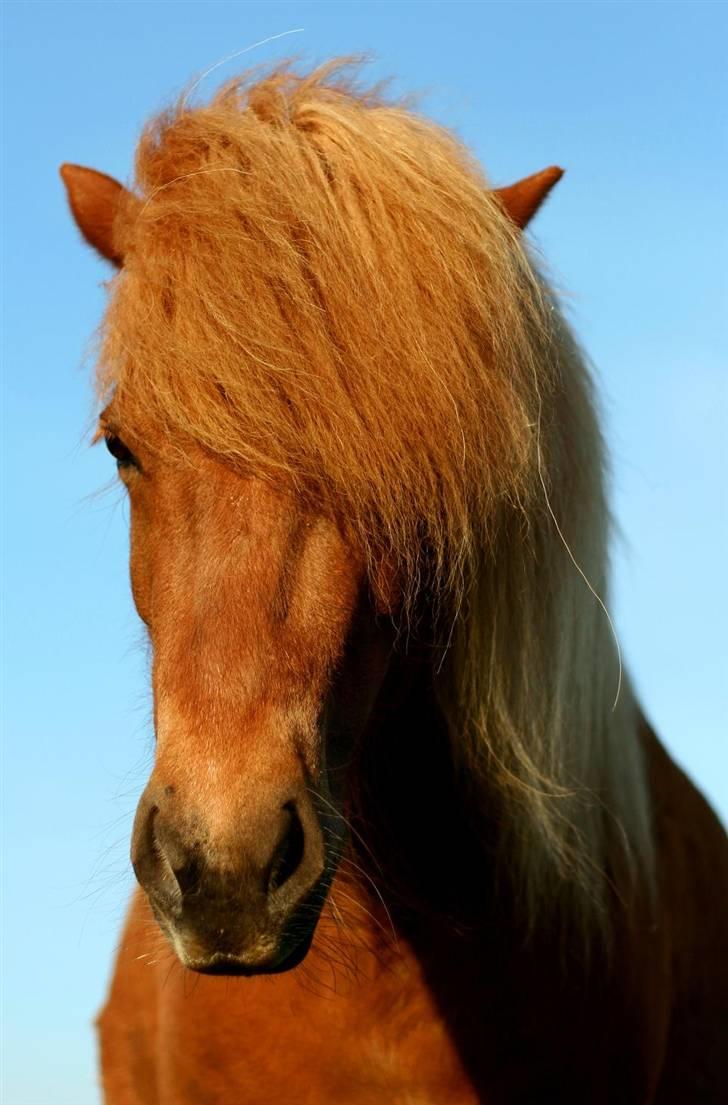 Islænder Tritla Fra Marcu... SOLGT - Min smukke pige kort tid før hun blev solgt billede 1