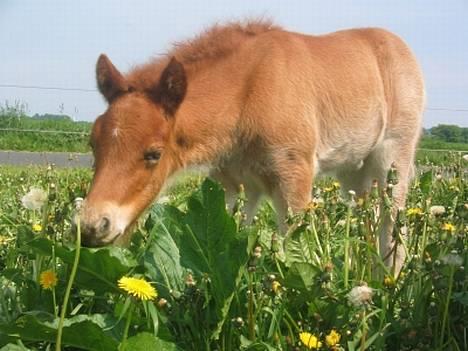 Islænder Tritla Fra Marcu... SOLGT - Tritla 2 uger gammel billede 2