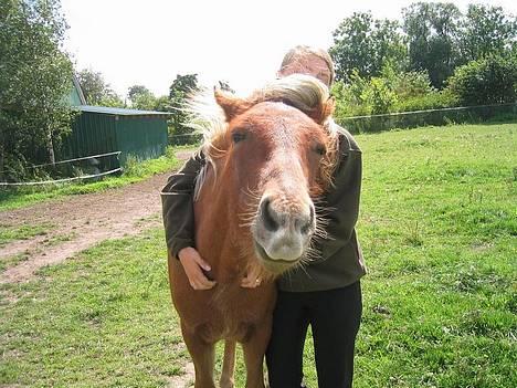 Islænder Tritla Fra Marcu... SOLGT - HOLD så op med at tage alle de billeder mens jeg får masage!!! billede 3