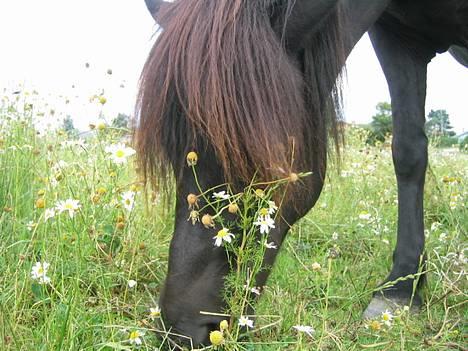 Islænder Perla Marcusminde SOLGT  - Perla da jeg lige havde købt hende. Hun var RUND og madglad!! billede 1