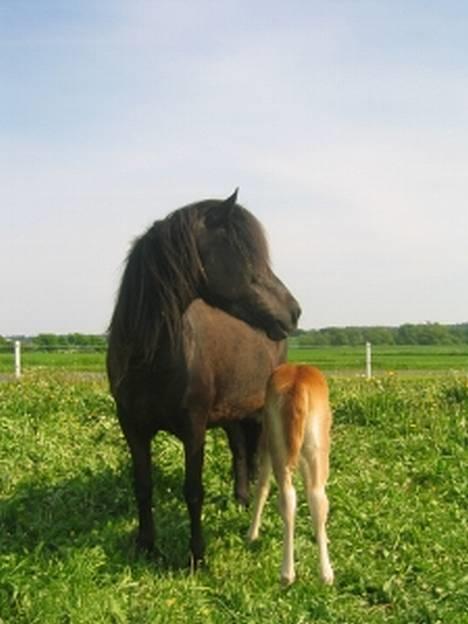 Islænder Perla Marcusminde SOLGT  - Perla kigger efter noget hun kunne høre.... en bil måske? billede 2