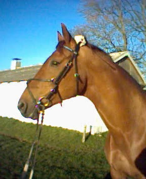 Dansk Varmblod Midtgaardens Fantana - Profil af Fantana billede 6