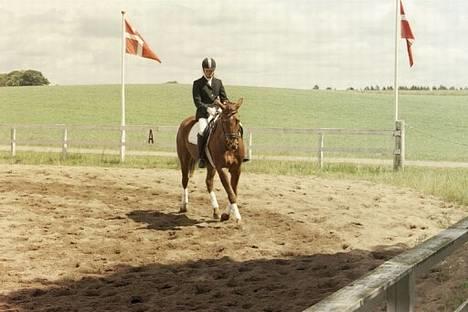 Dansk Varmblod Midtgaardens Fantana - Dressur stævne billede 8