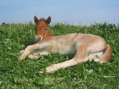Islænder Tritla Fra Marcu... SOLGT - Tritla som lille igen..... hun blev træt af mig- lagde sig ned-og faldt i søvn! billede 4
