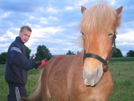 Islænder Tritla Fra Marcu... SOLGT - uhhhmmmm såå godt lige deerrr!!! billede 5