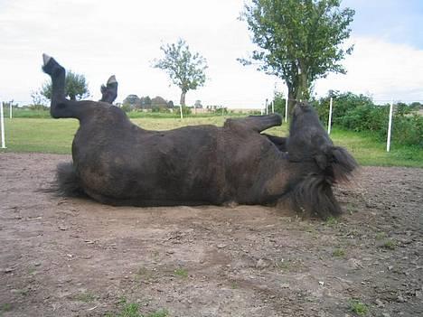 Islænder Perla Marcusminde SOLGT  - Perla strækker ud, efter en tur. (det er mig på billedet taget 25/4-04) billede 3