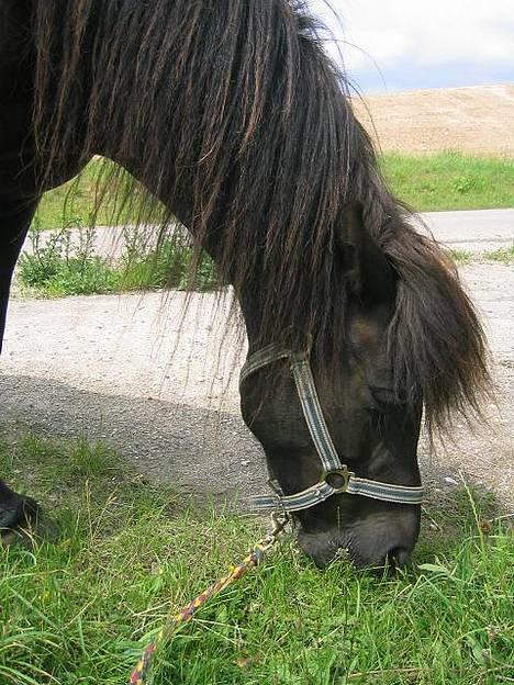 Islænder Perla Marcusminde SOLGT  - Perla lige kommet hjem fra hingst! 1juli billede 4