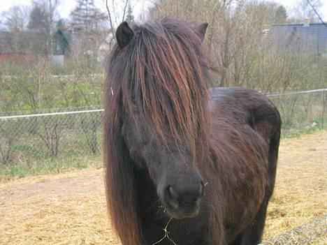 Islænder Perla Marcusminde SOLGT  - Perla for 3 dage siden!! Er hun ikke flot med den lange man? billede 5