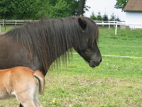 Islænder Perla Marcusminde SOLGT  - øv.. så er jeg blevet mor igen.....de irriterende føl skal hele tiden have mælk :o( billede 6