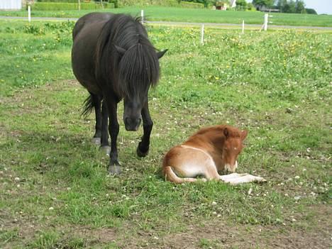 Islænder Perla Marcusminde SOLGT  - op med dig tritla!!! billede 7