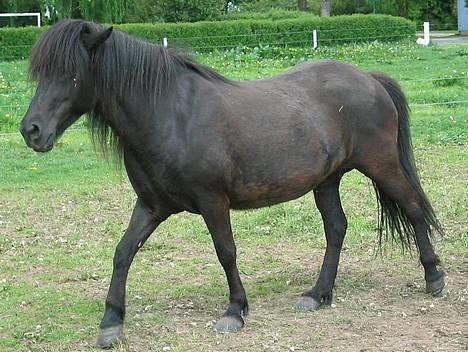 Islænder Perla Marcusminde SOLGT  - Perla jager med de andre! billede 8